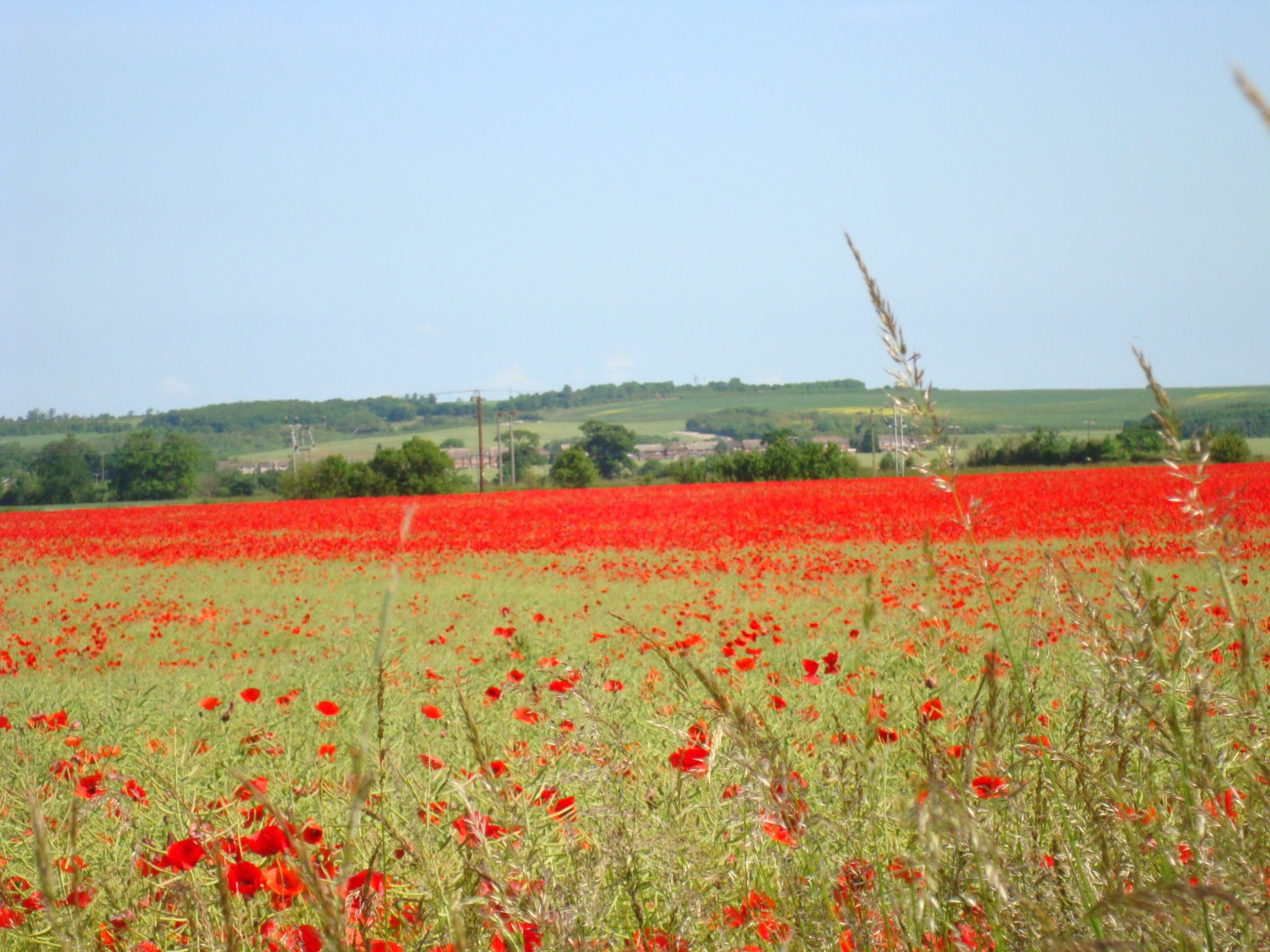 Poppies